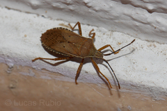 Anasa guttifera
