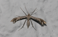 Singularia alternaria