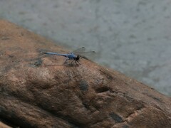 Trithemis donaldsoni