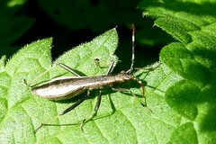 Micrelytra fossularum