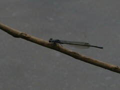 Pseudagrion salisburyense