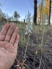 Chloraea multiflora