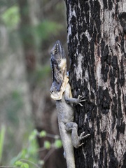 Chlamydosaurus kingii