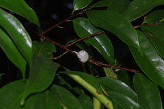 Satsuma