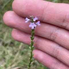 Verbena officinalis