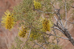 Hakea eyreana