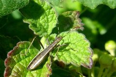 Micrelytra fossularum