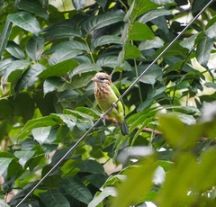 Psilopogon viridis