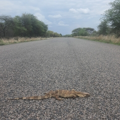 Varanus albigularis albigularis