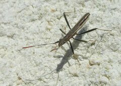 Micrelytra fossularum