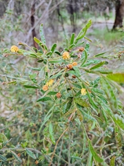 Acacia aspera