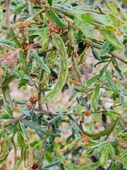 Acacia aspera