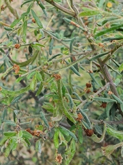 Acacia aspera
