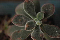 Echeveria pulvinata
