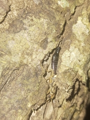 Cranopygia