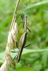 Micrelytra fossularum