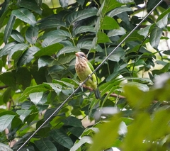 Psilopogon viridis
