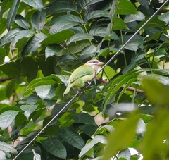 Psilopogon viridis