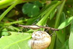 Micrelytra fossularum