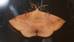 Anthela acuta