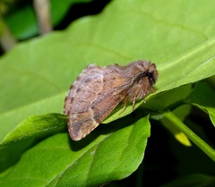 Ptilophora plumigera