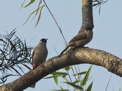 Pycnonotus aurigaster