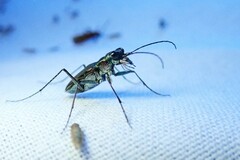 Myriochila semicincta