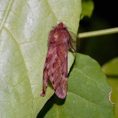 Ptilophora plumigera