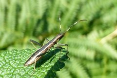 Micrelytra fossularum