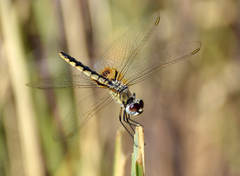 Urothemis edwardsii