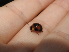 Callidemum discorufum