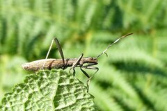 Micrelytra fossularum