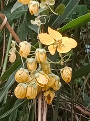 Senna surattensis
