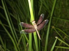 Neurothemis stigmatizans