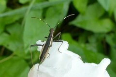 Micrelytra fossularum