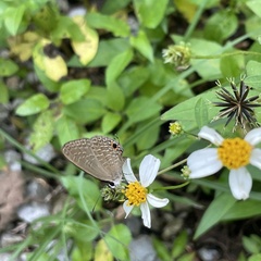 Jamides bochus formosanus