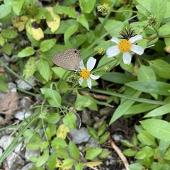 Jamides bochus formosanus