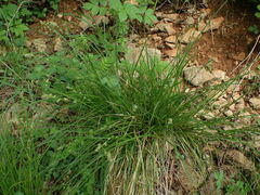 Carex divulsa