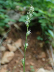 Carex divulsa