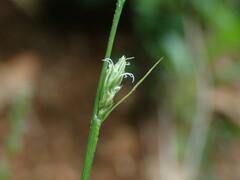 Carex divulsa