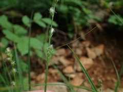 Carex divulsa