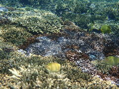 Chaetodon citrinellus