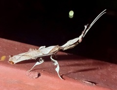 Phyllocrania paradoxa