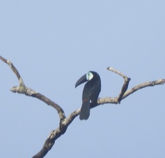 Ramphastos tucanus