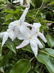Jasminum