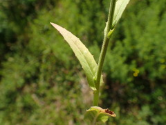 Crepis pulchra