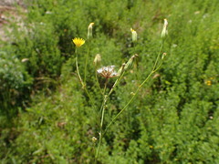 Crepis pulchra