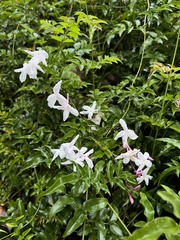 Jasminum