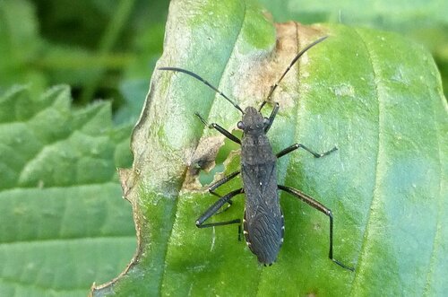 Ant bug photo 5