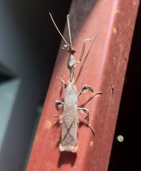 Phyllocrania paradoxa